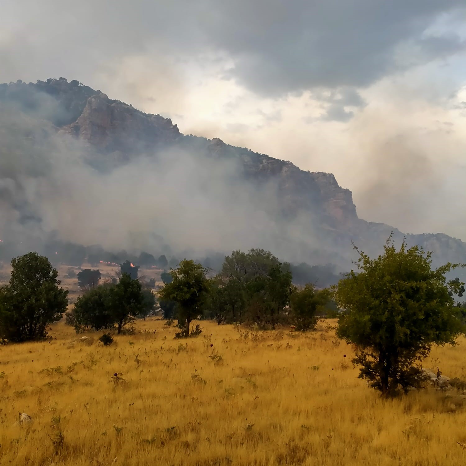 Diyarbakır’da ziraat arazisinde başlayıp ormanlık alana sıçrayan yangın 10 saat sonra söndürüldü