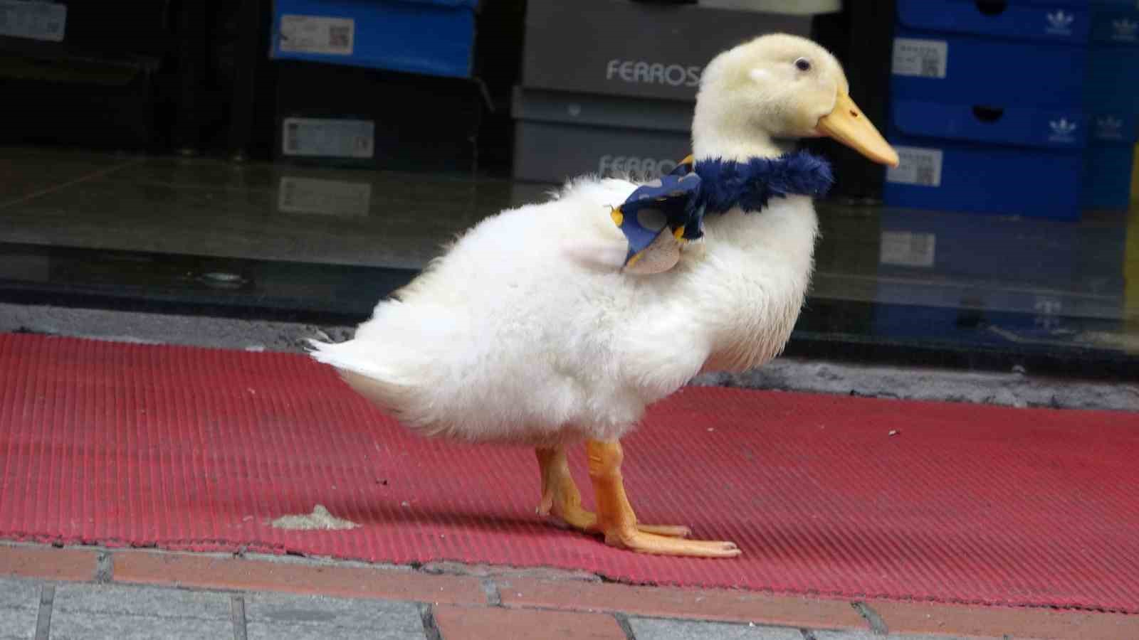 Rize’nin caddelerinin maskotu oldu