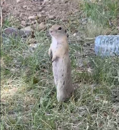 Bayburt&rsquo;ta daha &ouml;nce bisk&uuml;vi yerken g&ouml;r&uuml;nt&uuml;lenen Anadolu yer sincabı bu kez yiyecek ararken g&ouml;r&uuml;ld&uuml;
