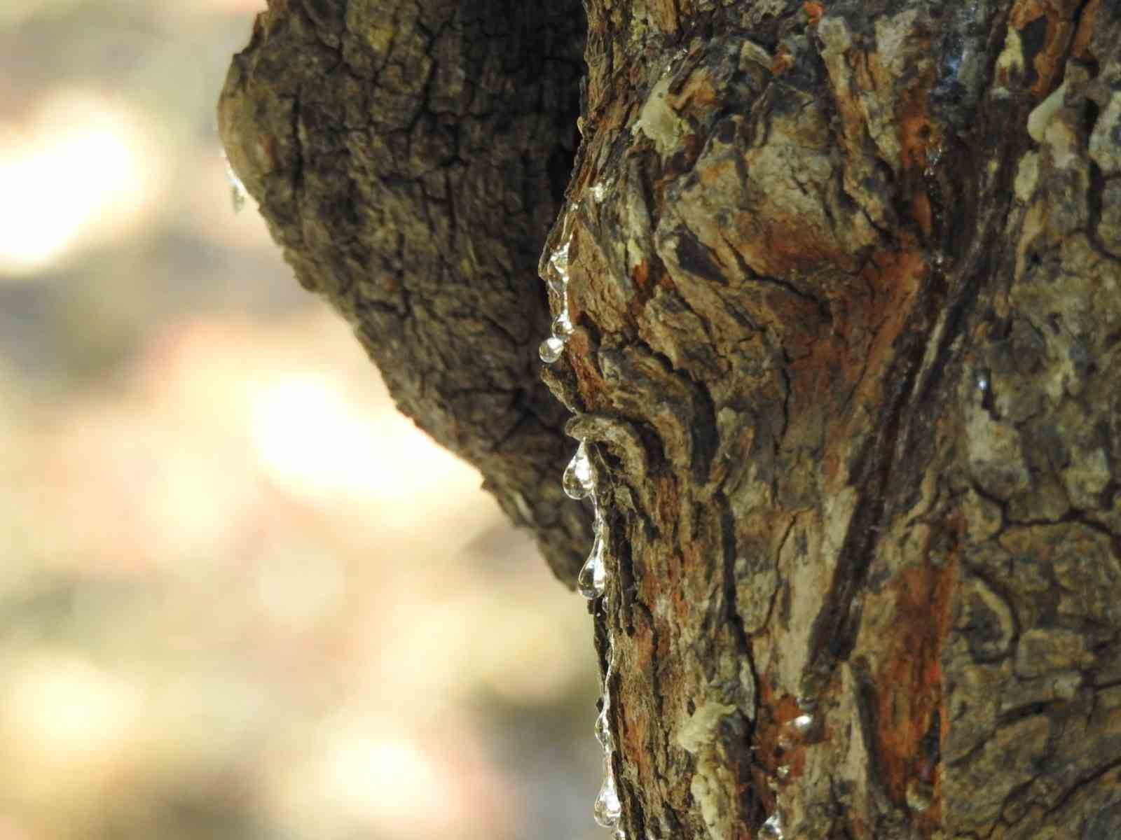 Çeşme’de ağaçlardan sakız damlayacak