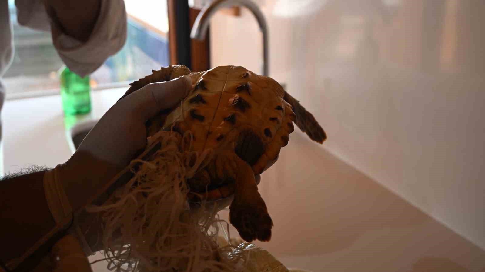 Çuvala dolanmış halde yaralı bulunan Caretta caretta denizle buluştu