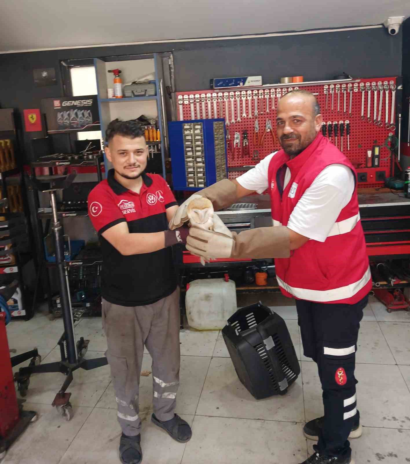 Arnavutköy’de nadir rastlanan peçeli baykuş bulundu