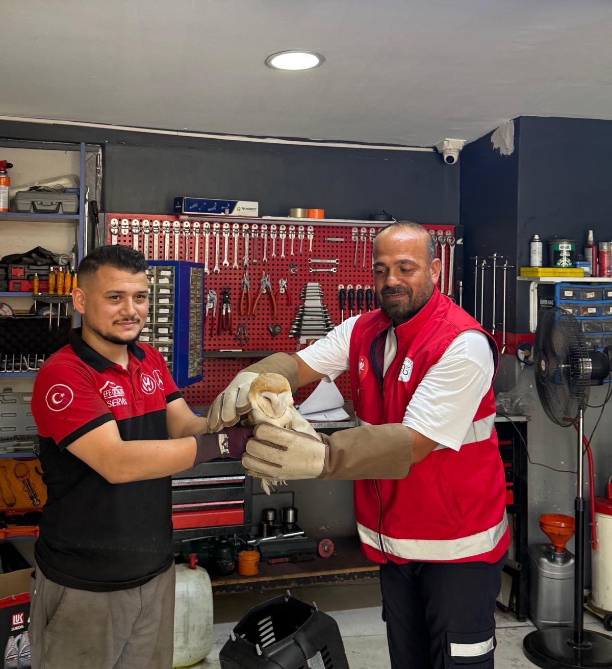 Arnavutk&ouml;y&rsquo;de nadir rastlanan pe&ccedil;eli baykuş bulundu
