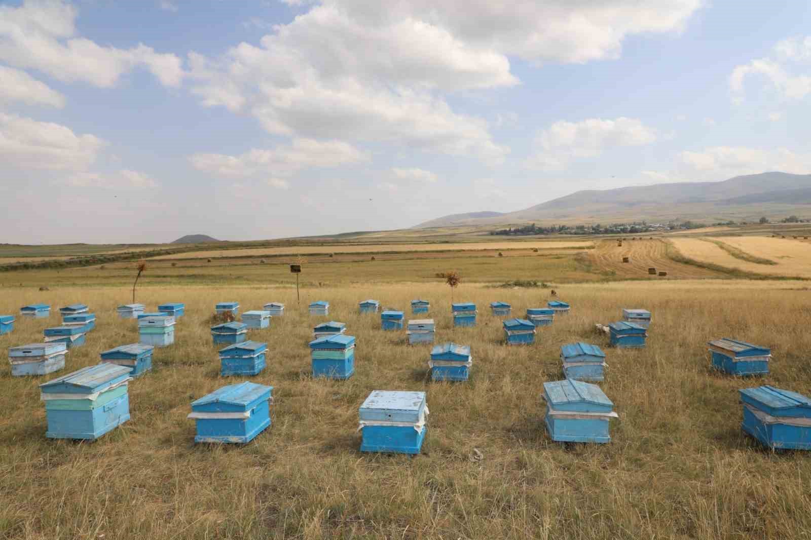 Kars’ta 2025 yılında bin 800 ton bal rekoltesi beklentisi
