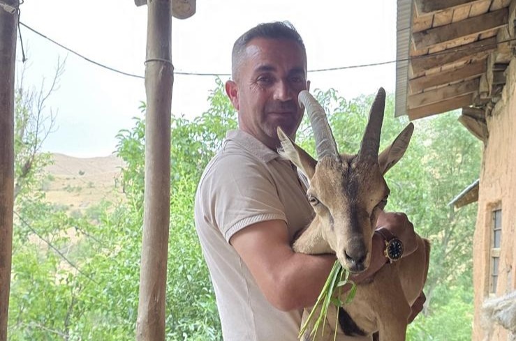 Bahçesaray’da bitkin dağ keçisine şefkat eli