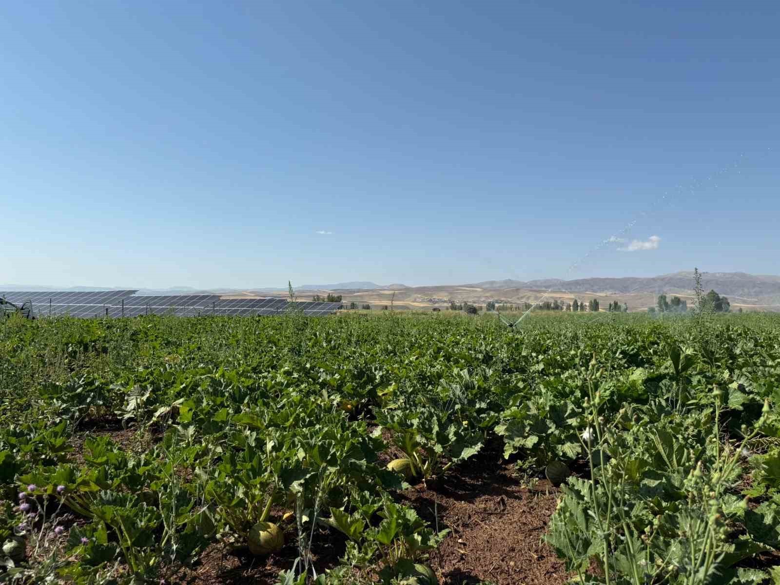 Tercan&rsquo;da &ccedil;erezlik kabak &uuml;retimi yaygınlaşıyor

