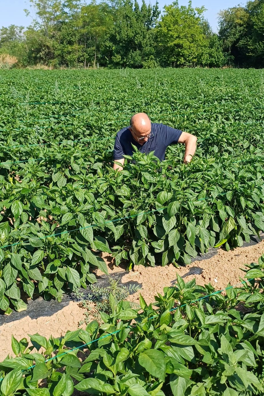 Erzincan’da kapya biber ekilişleri kontrol edildi