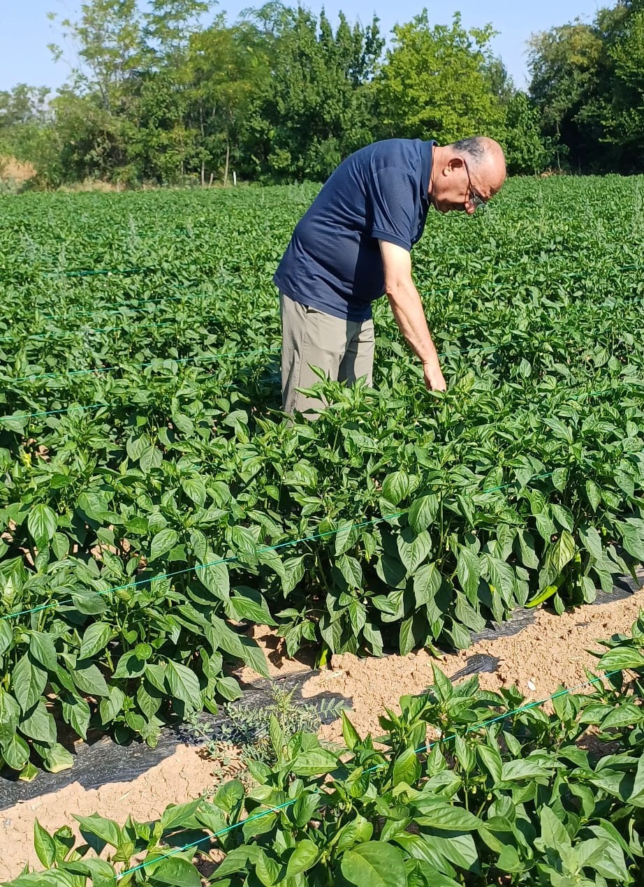 Erzincan&rsquo;da kapya biber ekilişleri kontrol edildi

