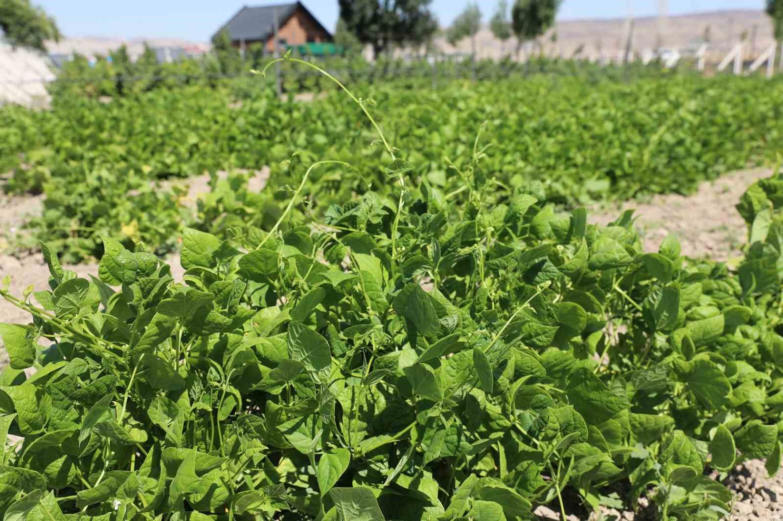 Başkan &Ccedil;olakbayrakdar: Ata tohumlarımızı yaşatıyor, geleceğe taşıyoruz"
