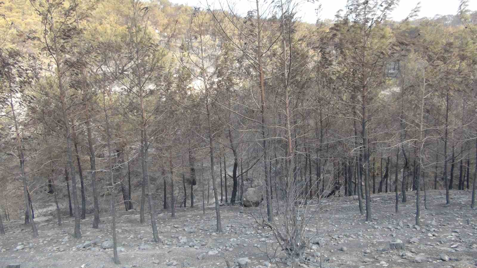 Silifke&rsquo;deki orman yangını b&uuml;y&uuml;k &ouml;l&ccedil;&uuml;de kontrol altına alındı
