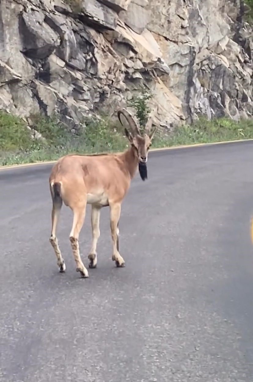 Giresun’da yaban keçisi görüntülendi