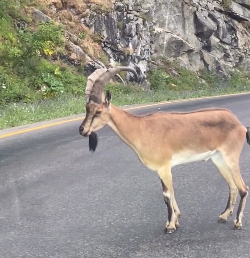 Giresun’da yaban keçisi görüntülendi
