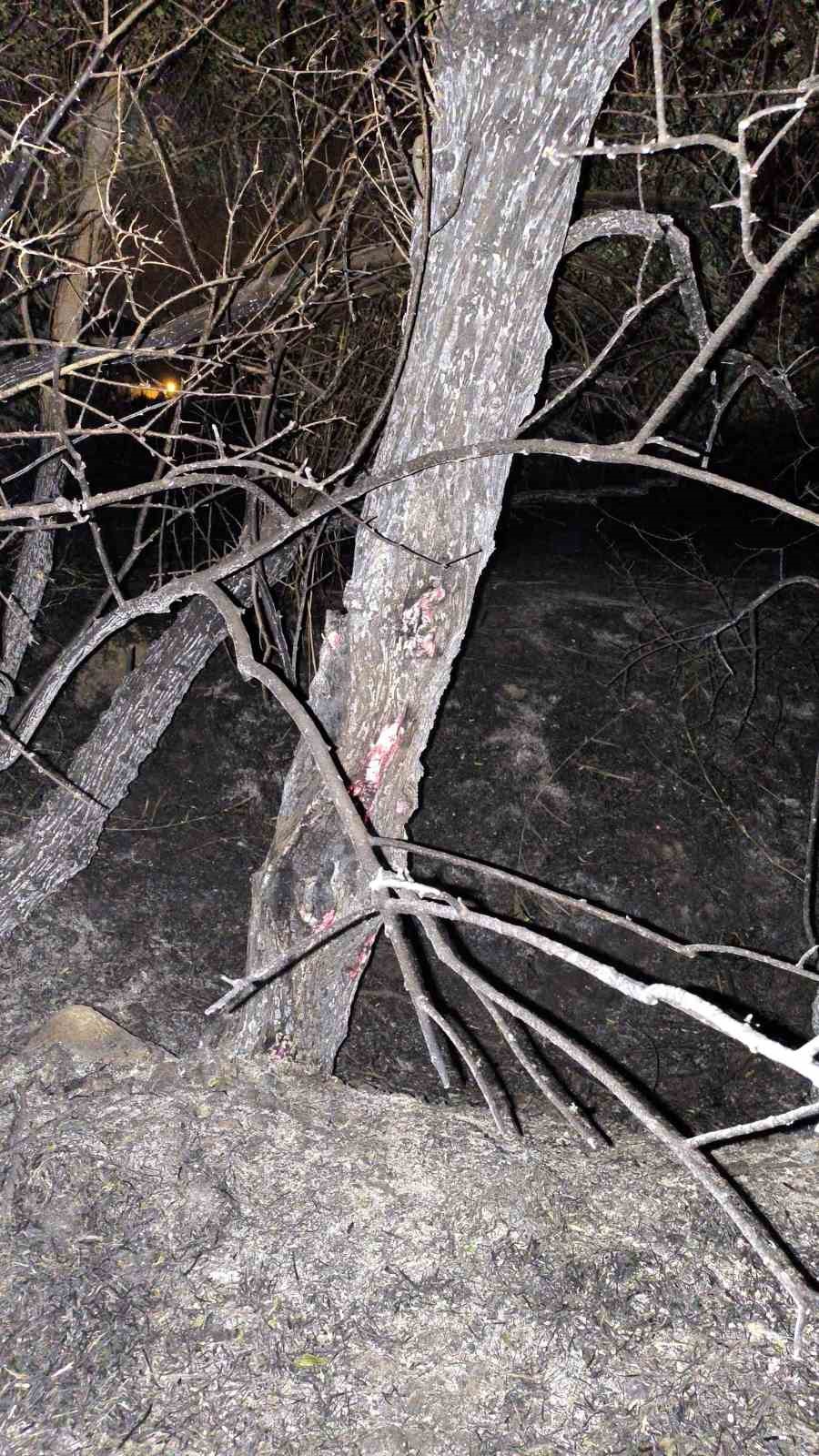 Van&rsquo;da ağa&ccedil;lık alanda yangın
