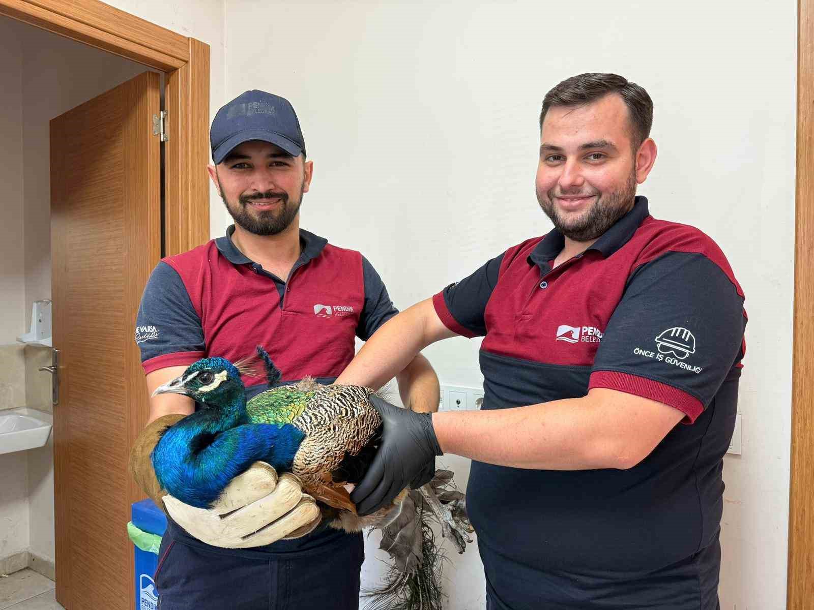 Pendik&rsquo;te tavus kuşu ve atmaca kurtarma operasyonu: Doğaya kavuşacaklar
