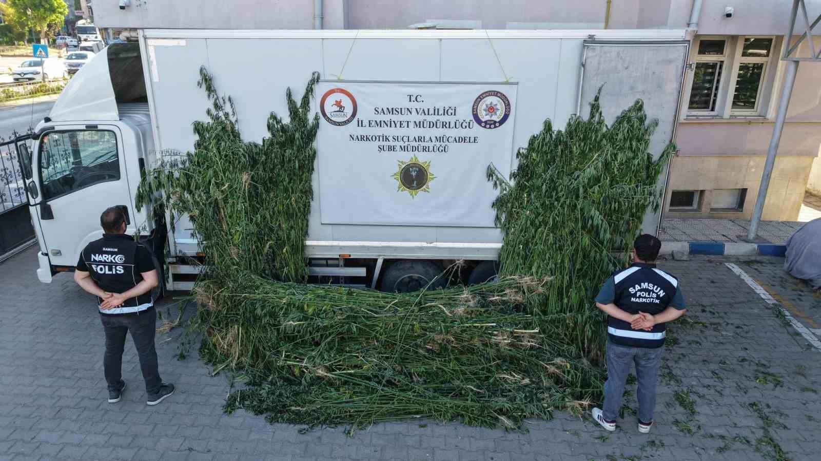 Polis, ayçiçeği tarlasının ortasına ekili 5 bin 230 kök kenevir ele geçirdi