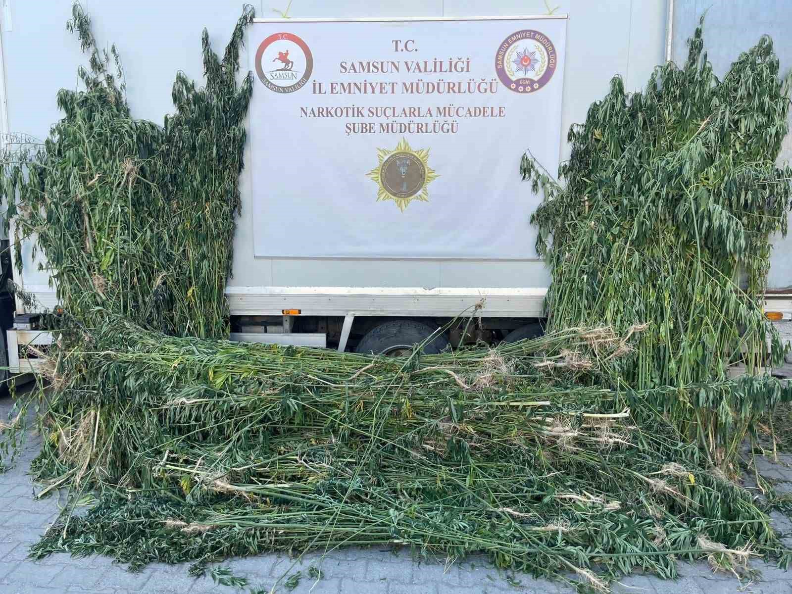 Polis, ay&ccedil;i&ccedil;eği tarlasının ortasına ekili 5 bin 230 k&ouml;k kenevir ele ge&ccedil;irdi
