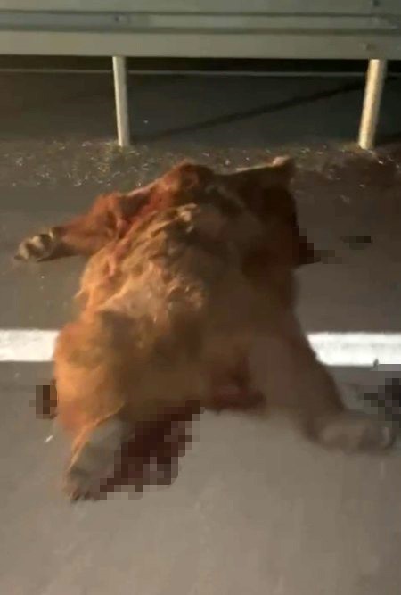 Kastamonu’da kamyonetin çarptığı anne ayı ve üç yavrusu telef oldu