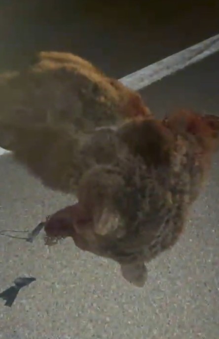 Kastamonu&rsquo;da kamyonetin &ccedil;arptığı anne ayı ve &uuml;&ccedil; yavrusu telef oldu
