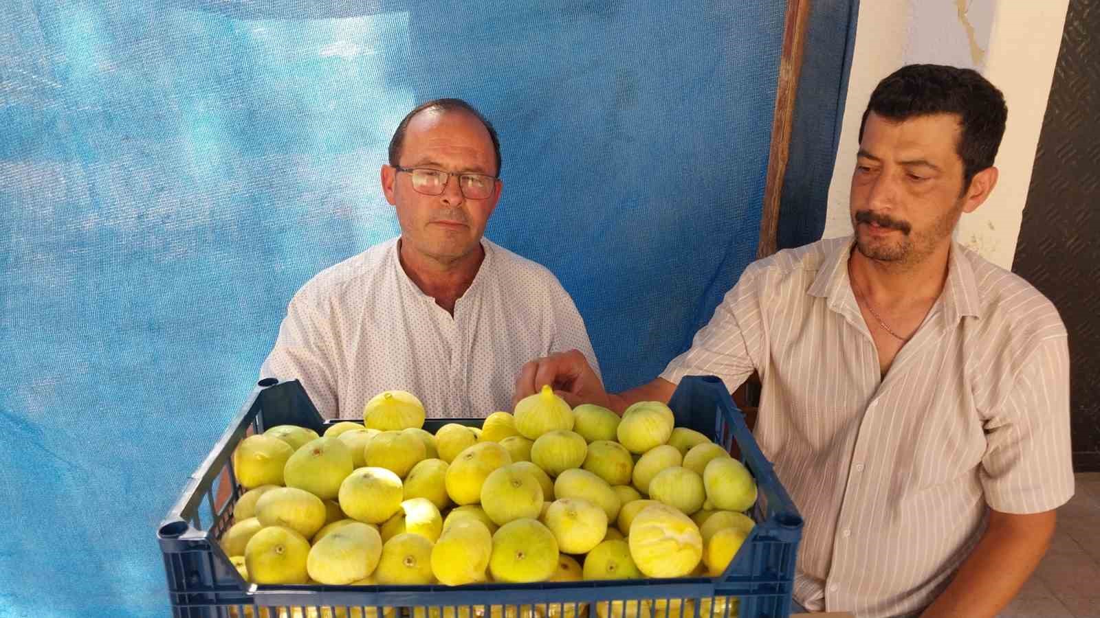 Mersin’de Mut beyaz inciri altın yılını yaşıyor