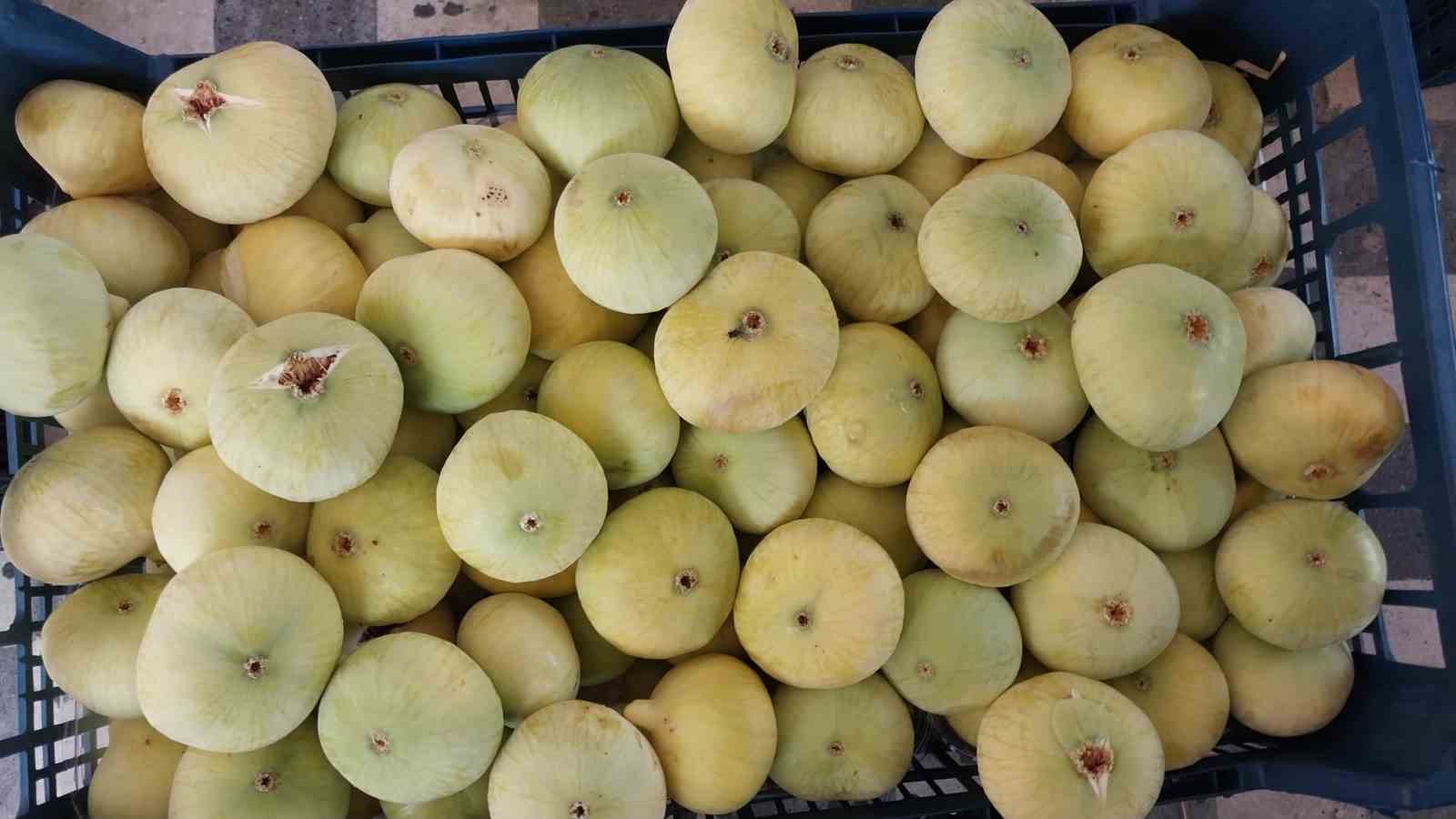 Mersin&rsquo;de Mut beyaz inciri altın yılını yaşıyor
