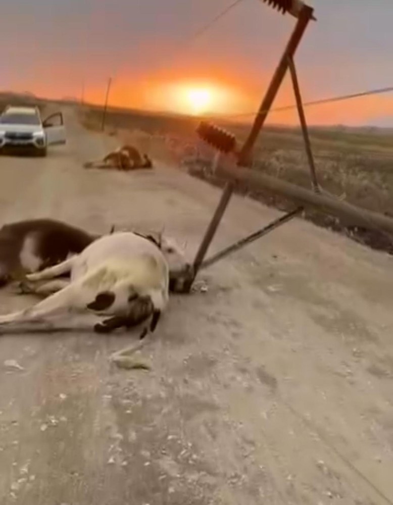Diyarbakır’da fırtına elektrik direğini devirdi, 6 inek telef oldu