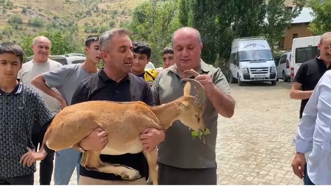 Dağ ke&ccedil;isi yetkililere teslim edildi
