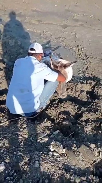 Kars&rsquo;ta &ccedil;amura saplanan eşek kurtarıldı
