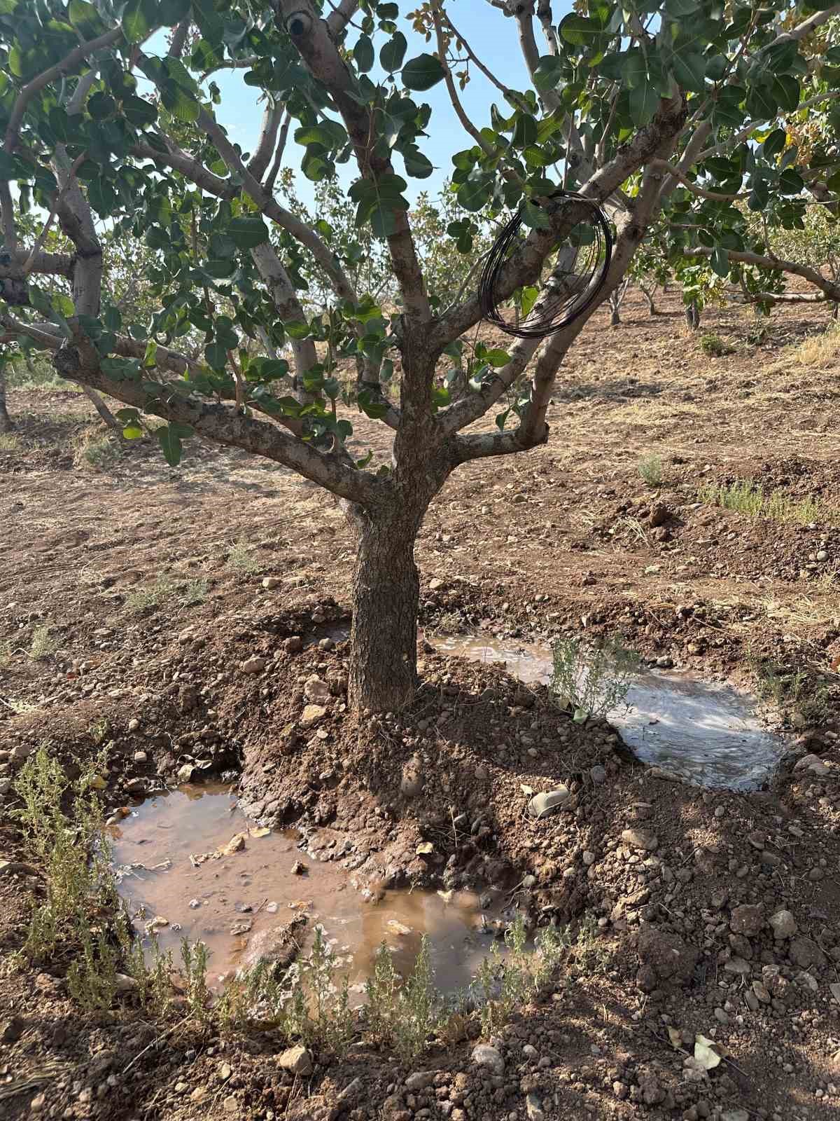 Siirt&rsquo;te fıstık bah&ccedil;elerinde aşırı sıcaklık alarmı
