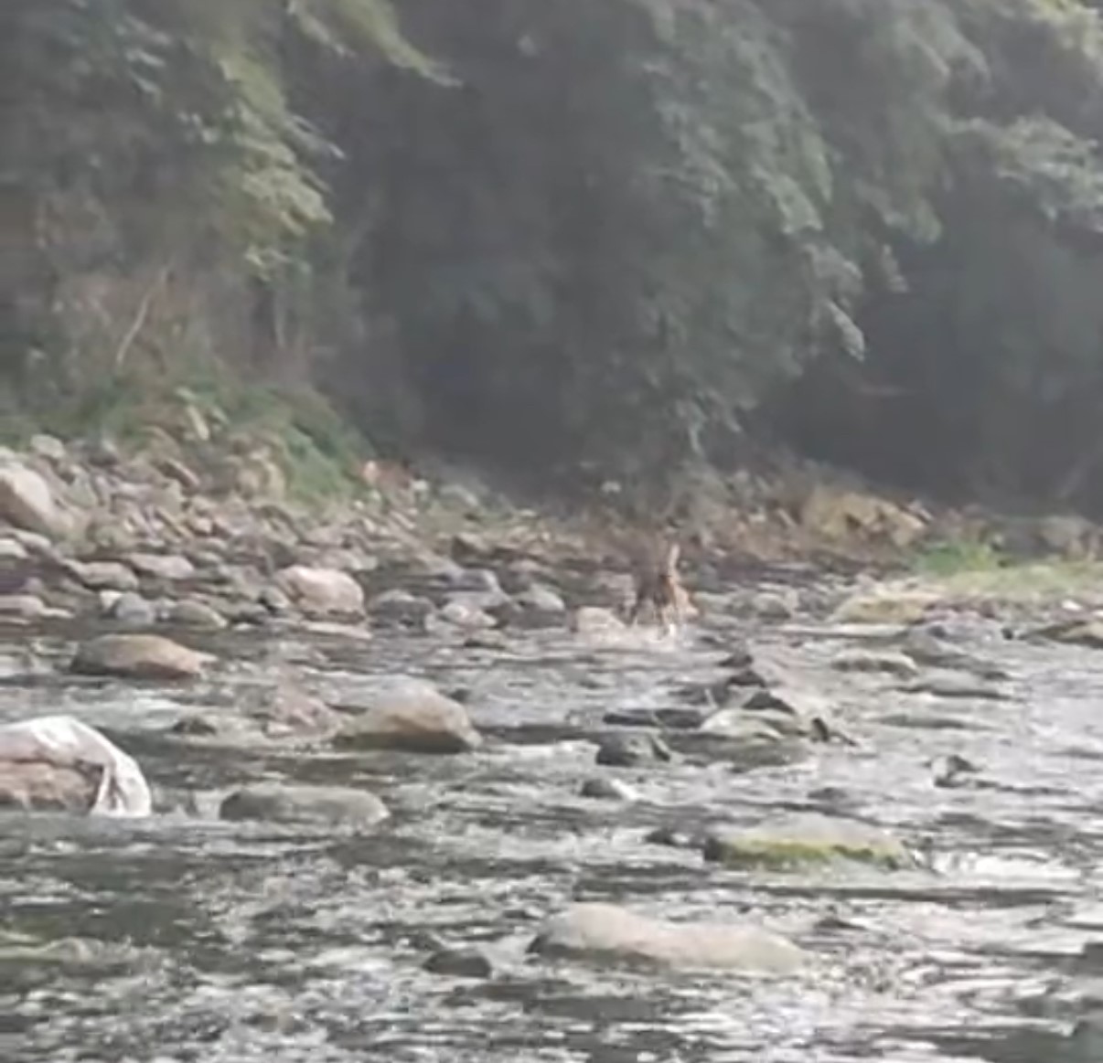 Sıcaktan bunalan karaca serinlemek için girdiği derede görüntülendi