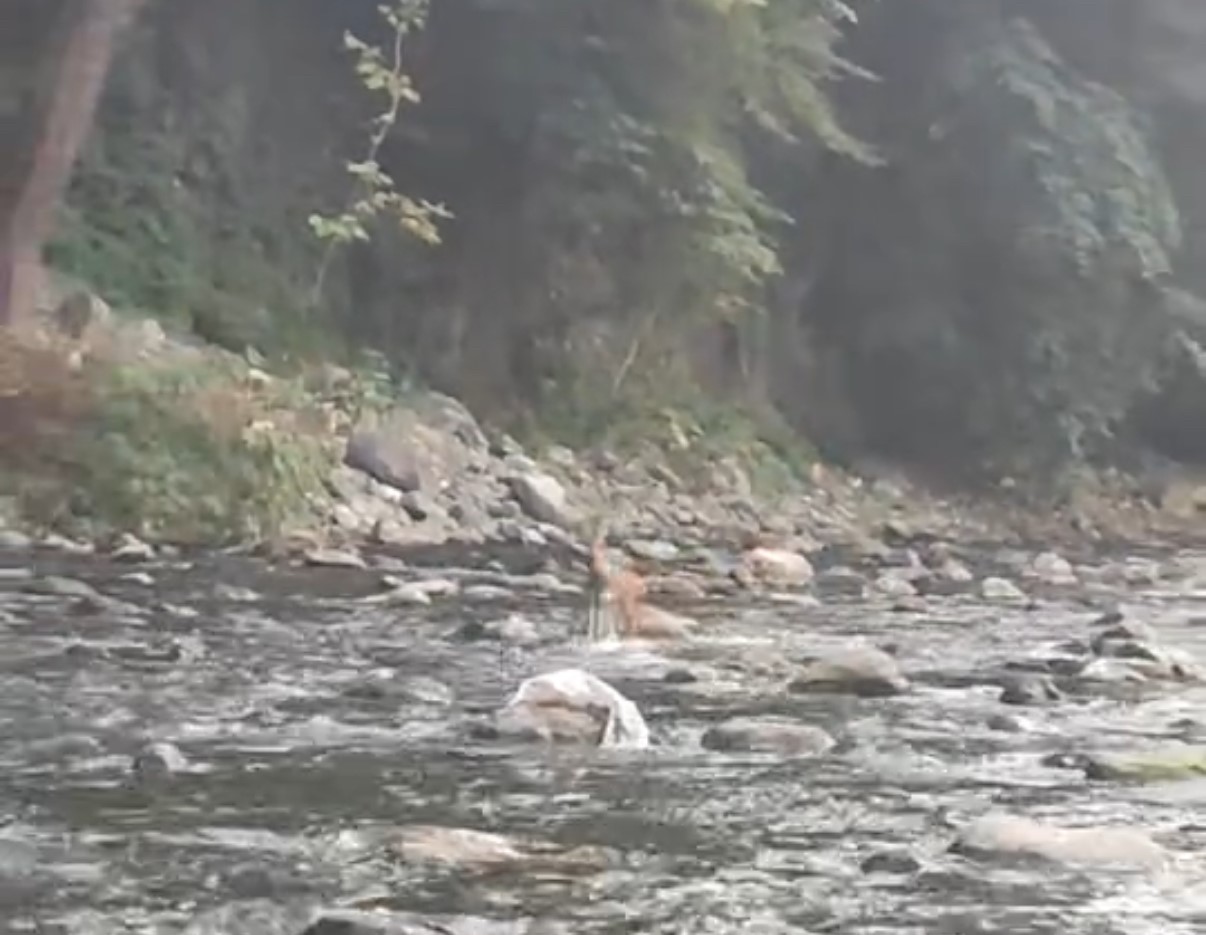 Sıcaktan bunalan karaca serinlemek i&ccedil;in girdiği derede g&ouml;r&uuml;nt&uuml;lendi
