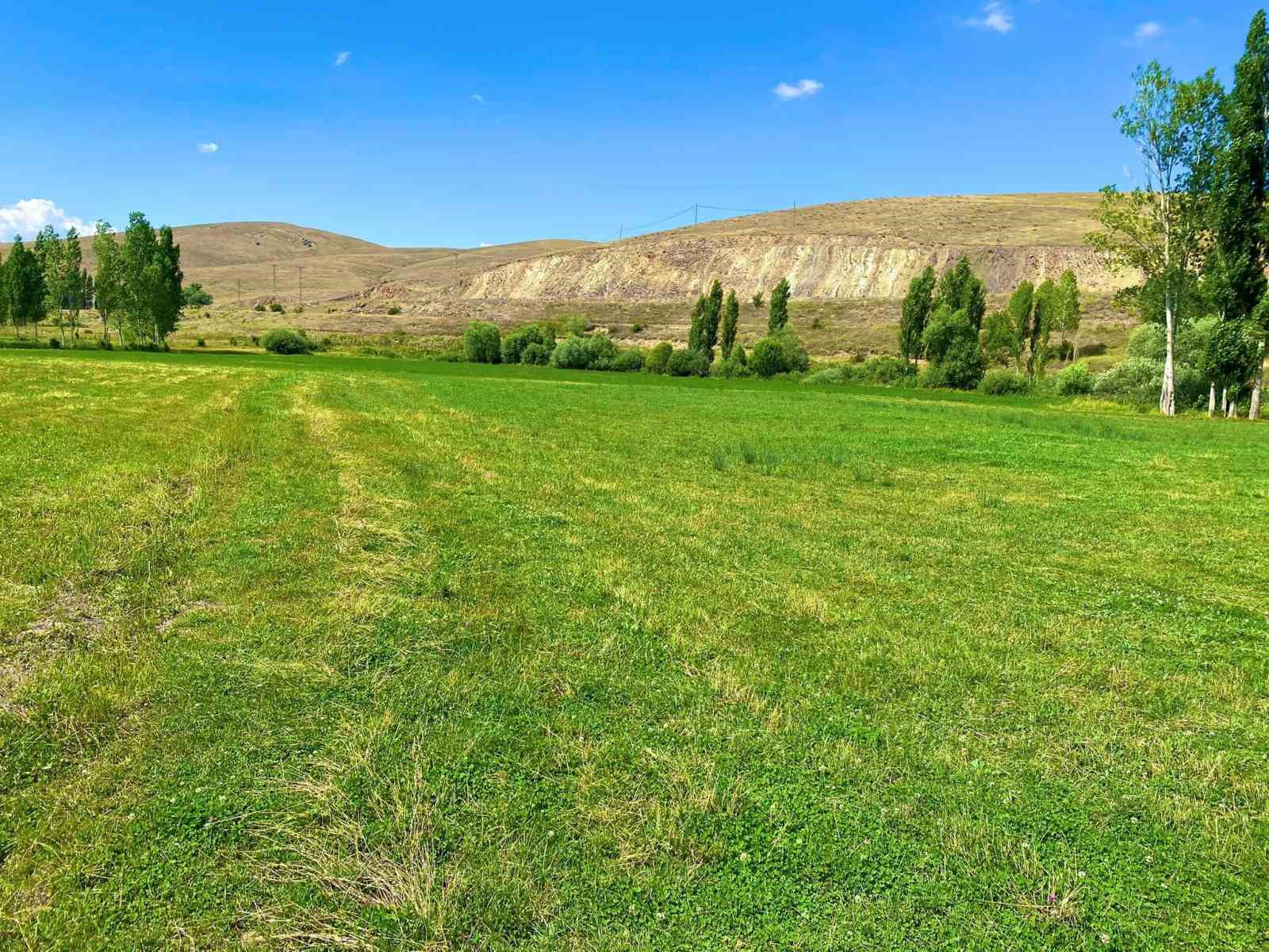 Bayburt&rsquo;ta yem bitkileri i&ccedil;in saha &ccedil;alışmaları s&uuml;r&uuml;yor
