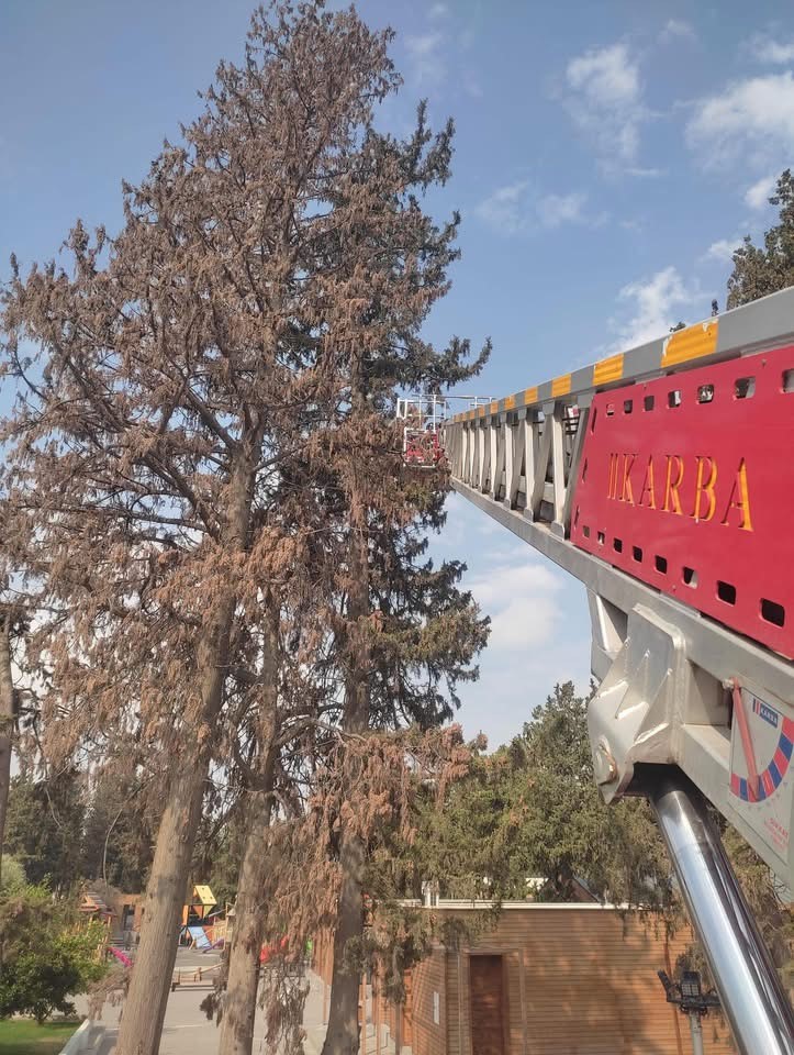 Ağaçta mahsur kalan kediyi itfaiye kurtardı