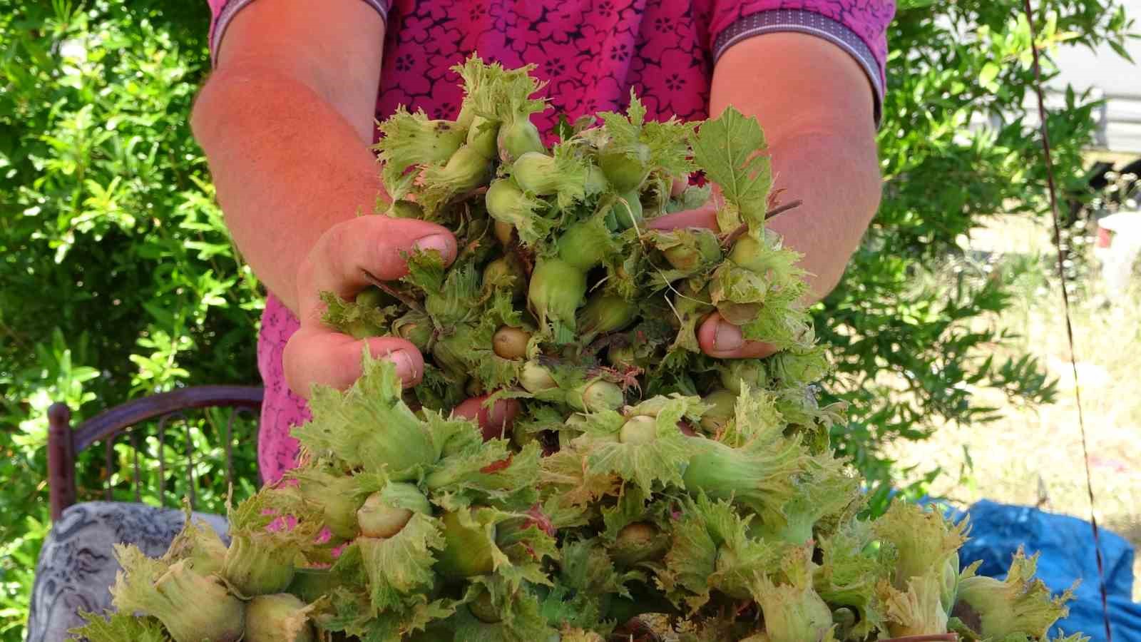 Ordu’da taze fındık tezgahlarda: Kilosu 200 TL