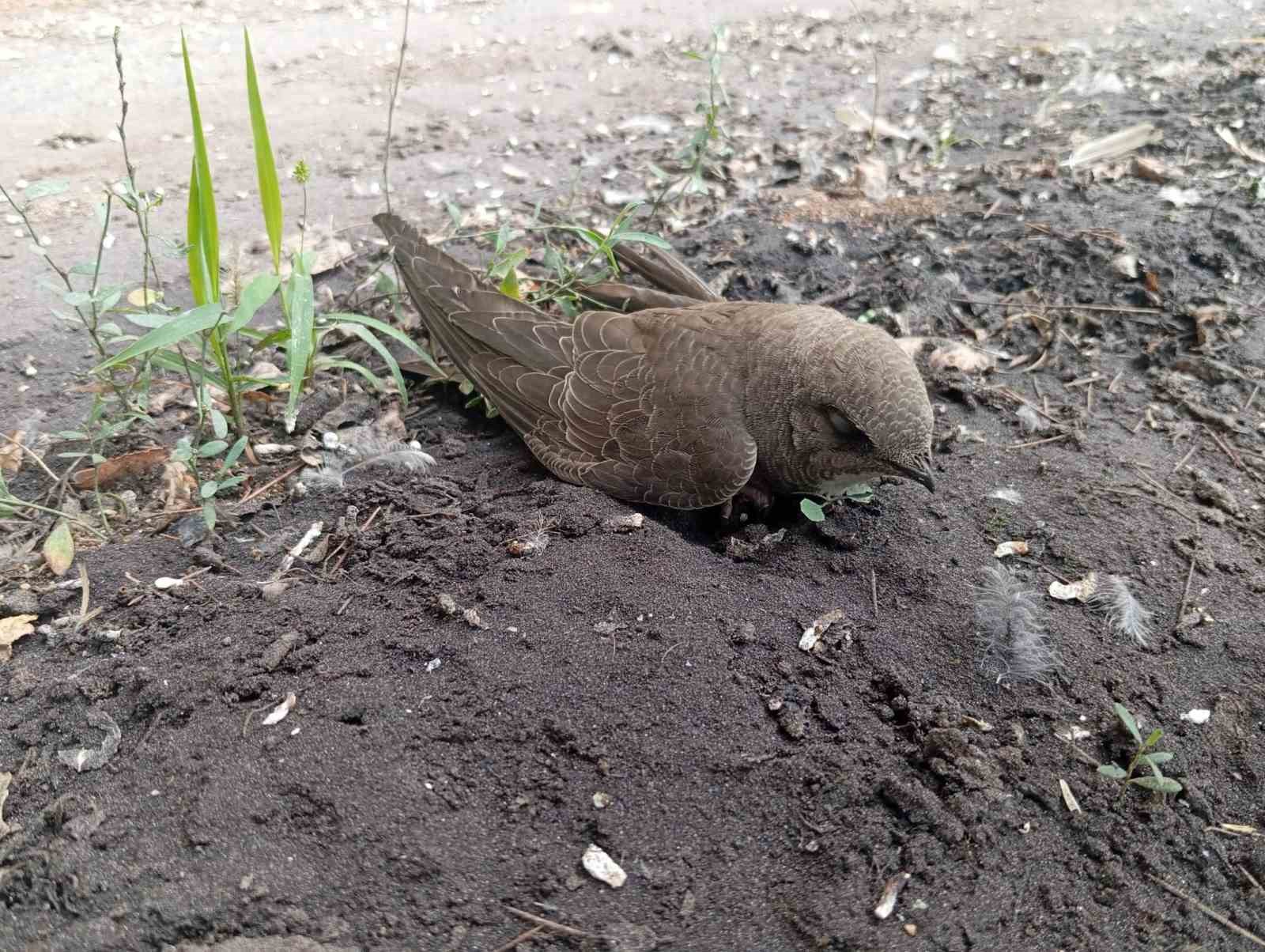 Bitkin halde bulduğu ebabil kuşunu besleyip, doğa koruma ekiplerine teslim etti