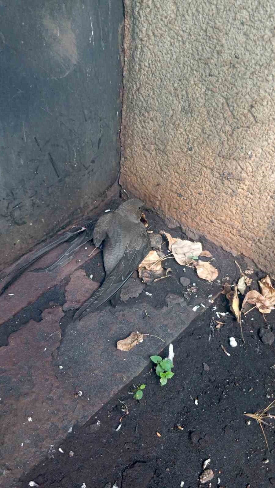 Bitkin halde bulduğu ebabil kuşunu besleyip, doğa koruma ekiplerine teslim etti
