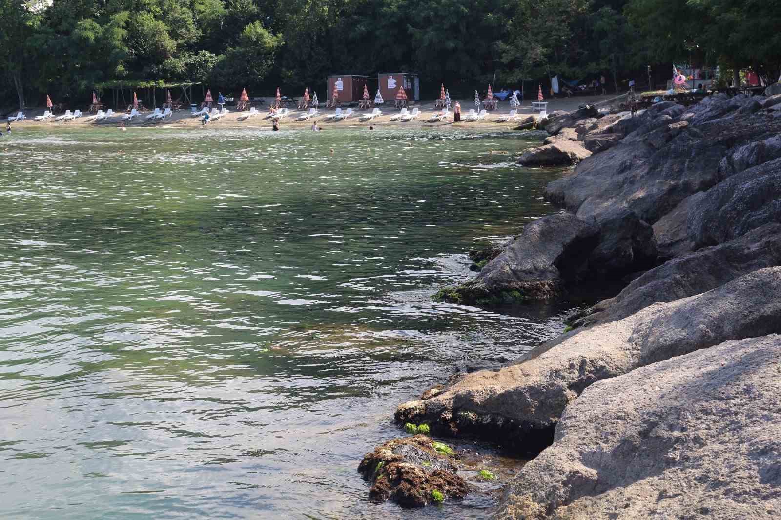 Japonların peşine düştüğü şifalı yosun Giresun’da
