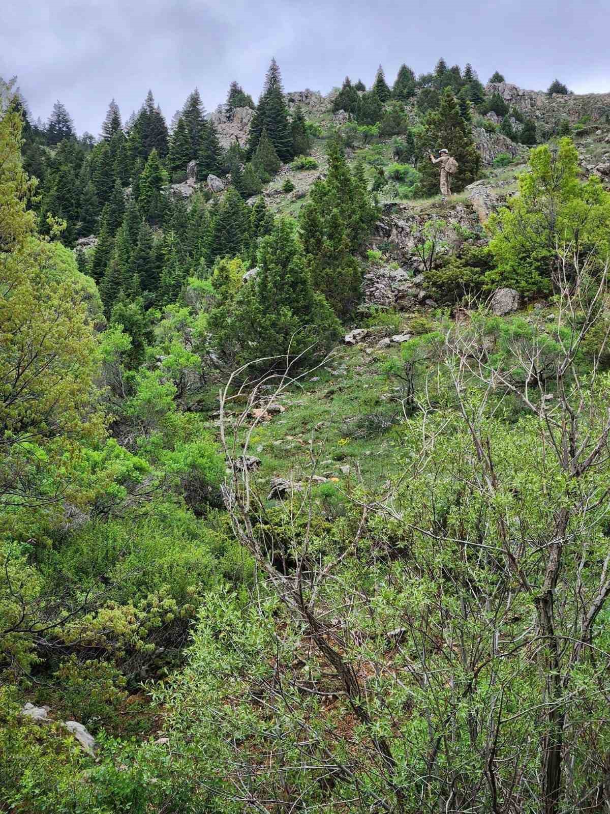 Kayseri’de ormanlar jandarma tarafından korunuyor