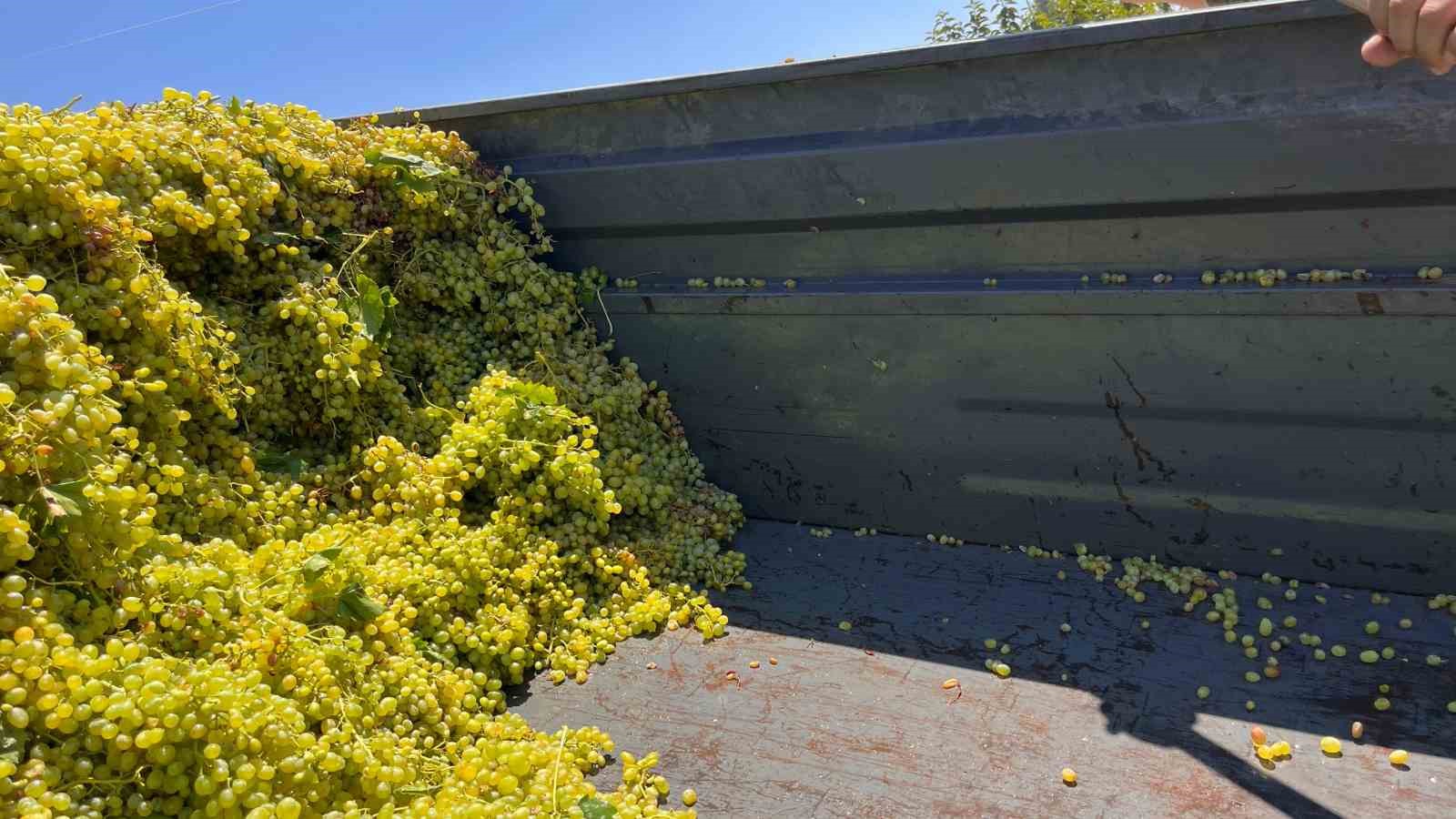 Sarıgöl’de şaraplık üzüm alımları başladı