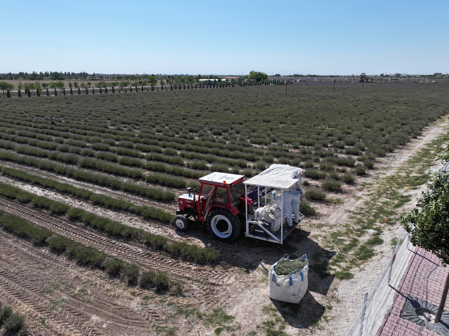 Türkiye’nin en büyük Lavanta Bahçesi’nde hasat zamanı