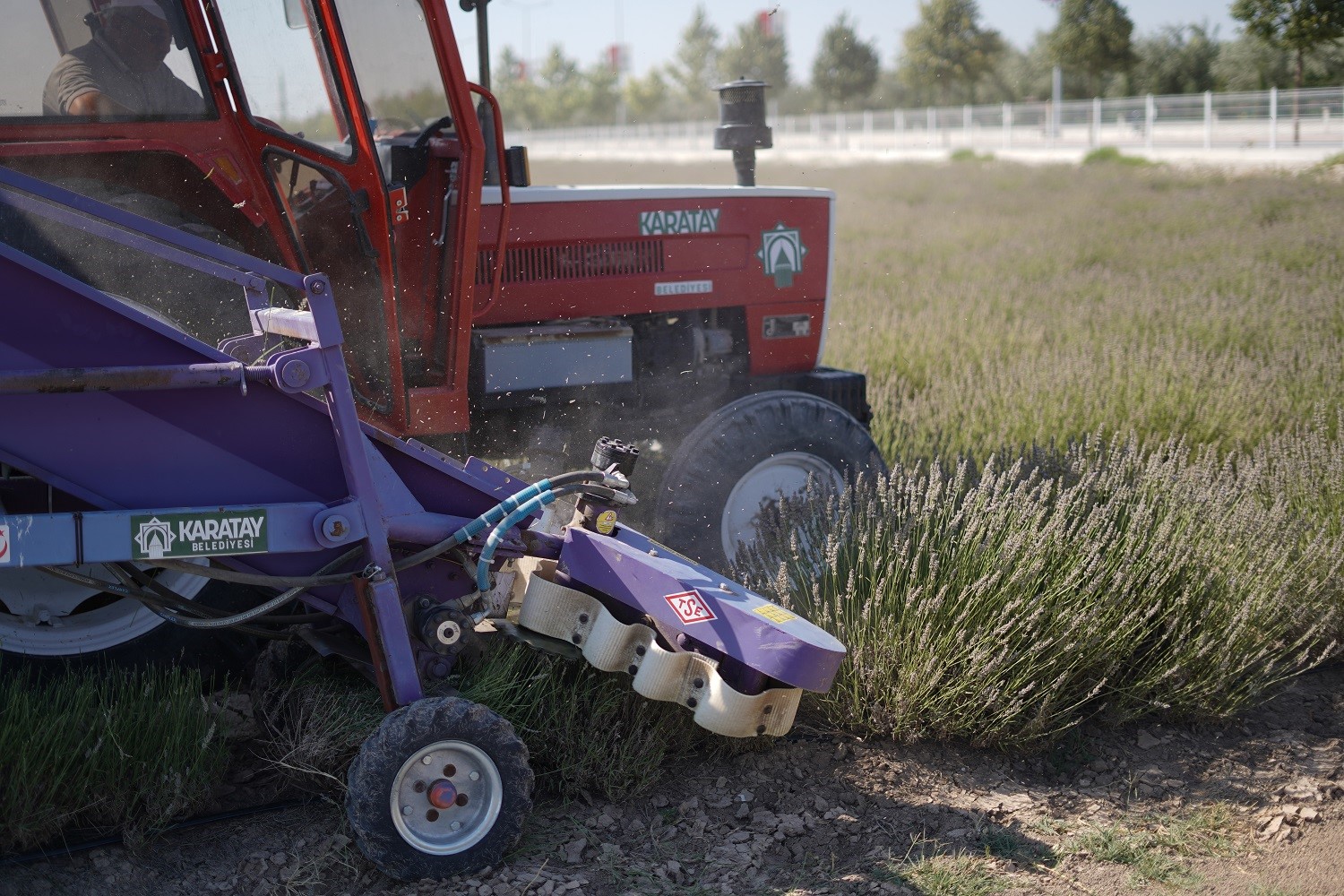 T&uuml;rkiye&rsquo;nin en b&uuml;y&uuml;k Lavanta Bah&ccedil;esi&rsquo;nde hasat zamanı

