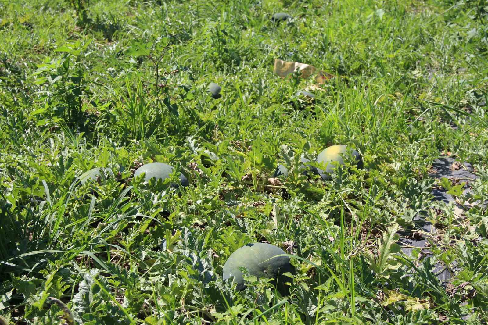 Baldan tatlı Süheyla kavunu yüz güldürdü