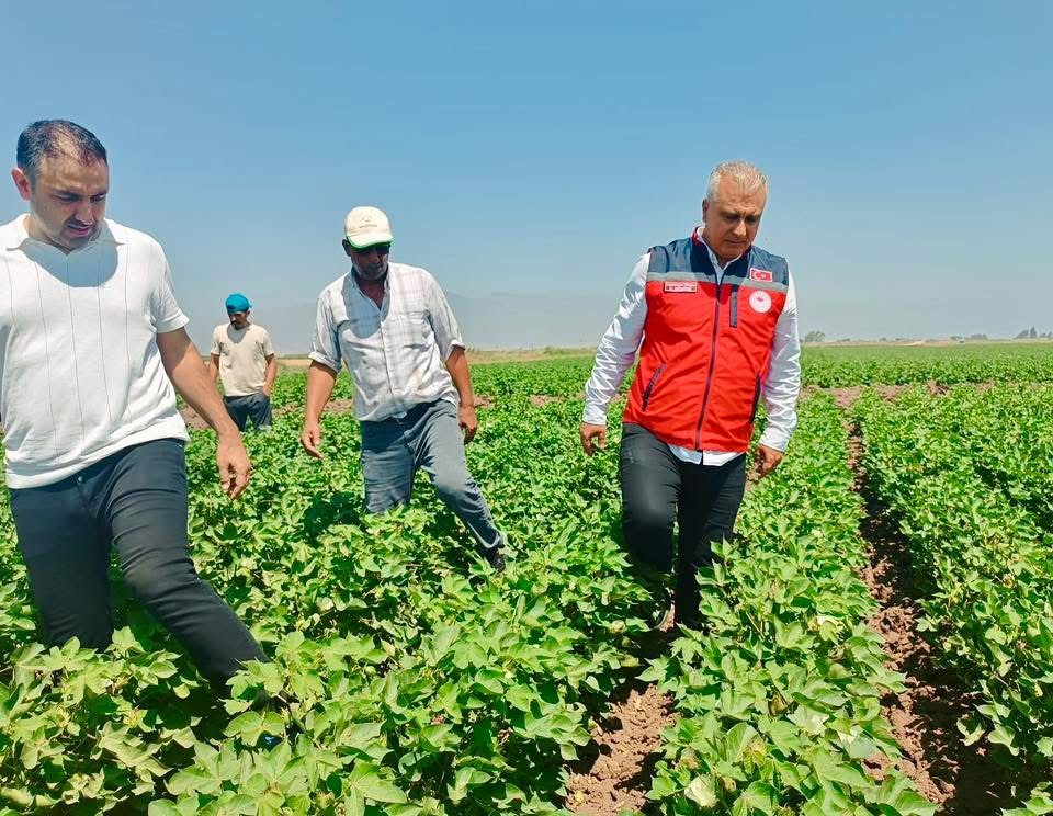 Hatay’da pamuk tarlaları incelendi