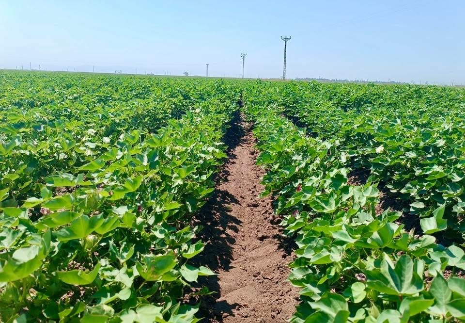 Hatay&rsquo;da pamuk tarlaları incelendi
