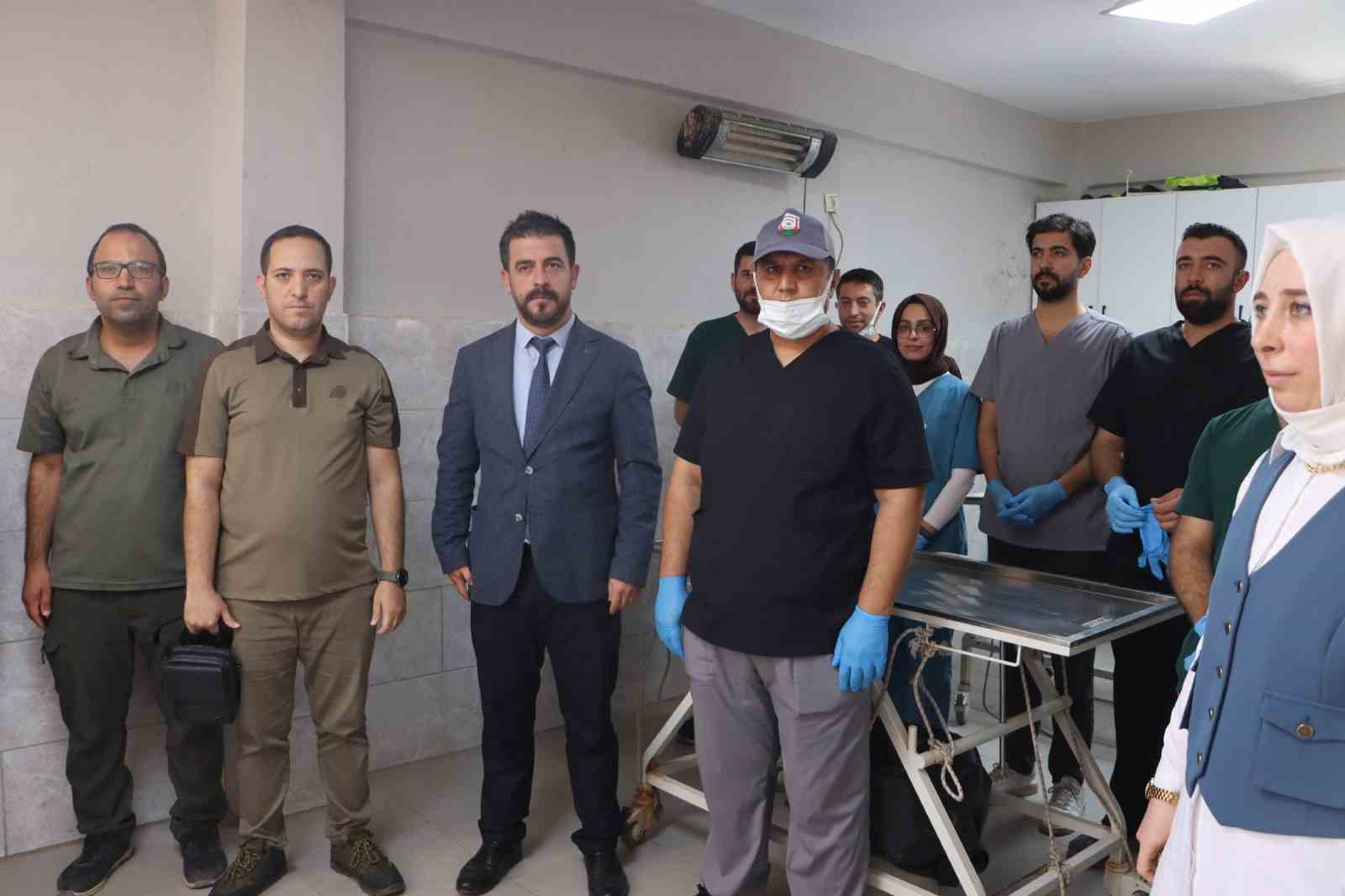 Şanlıurfa’da sokak hayvanları için doğal yaşam alanı ve kısırlaştırma seferberliği başlıyor