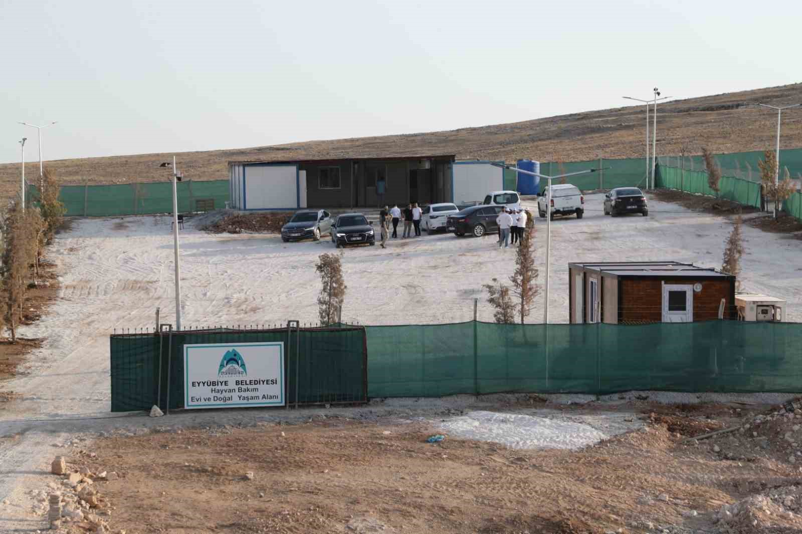 Eyy&uuml;biye, sokak hayvanları sorununu &ccedil;&ouml;zd&uuml;
