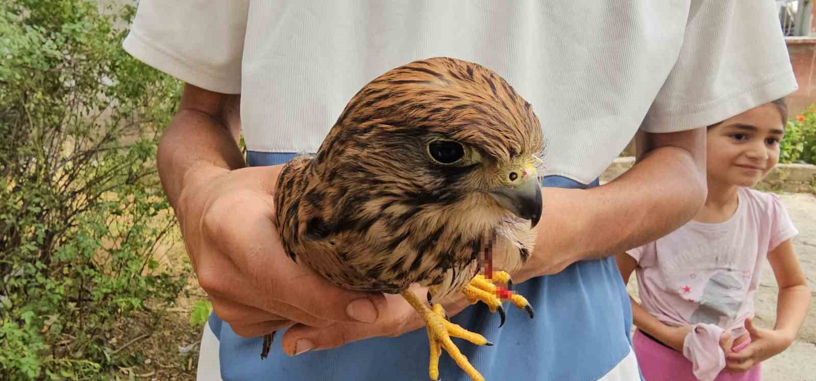 Duyarlı vatandaş yaralı atmacayı besleyip yetkililere teslim etti
