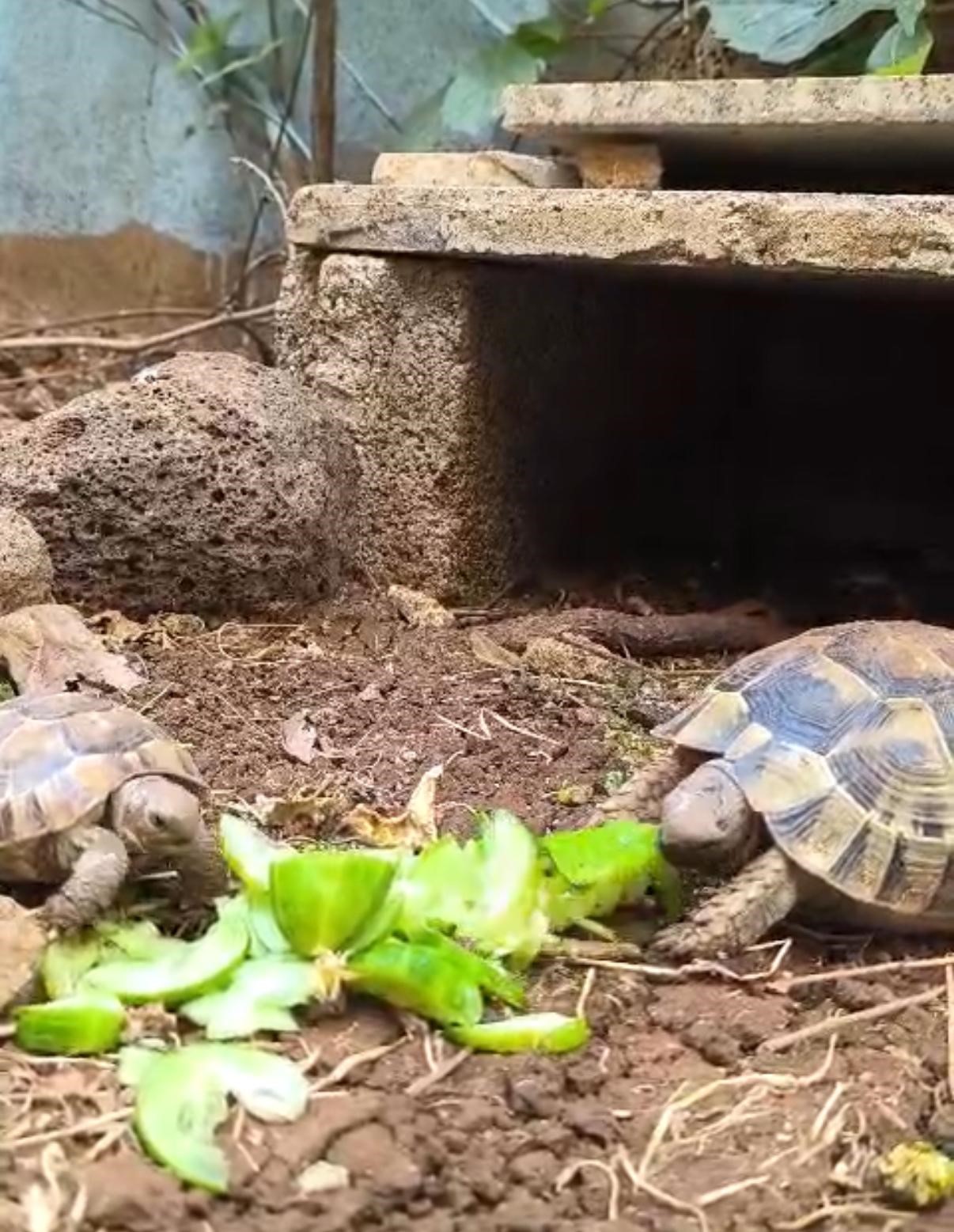 Kıraathane sahibi a&ccedil; kalan kaplumbağaları sahiplendi
