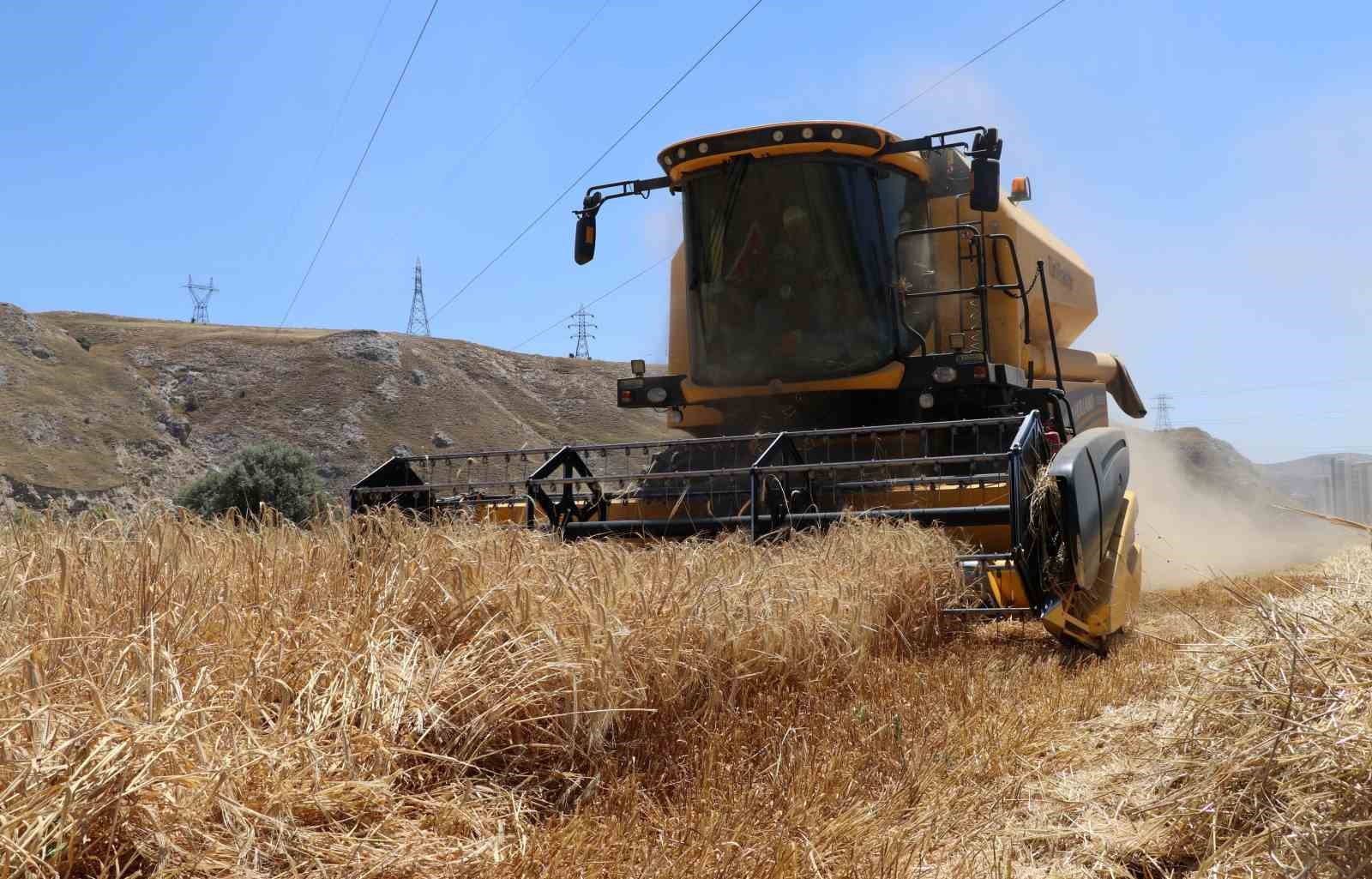 Erzincan&rsquo;da hasat başladı, &ccedil;ift&ccedil;inin y&uuml;z&uuml; g&uuml;ld&uuml;
