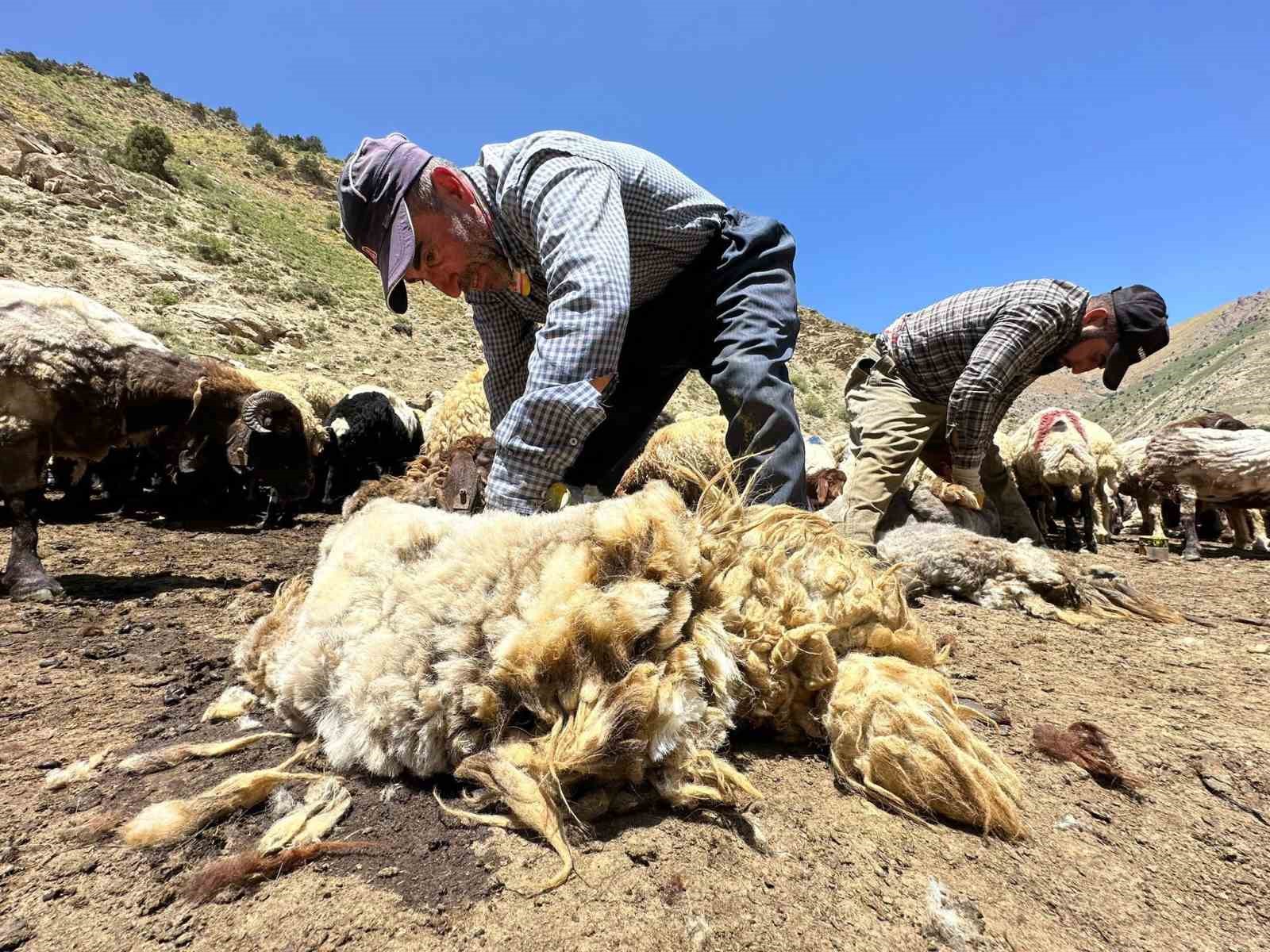 1 yılda büyüyen yünler, 3 dakika kırkılıyor
