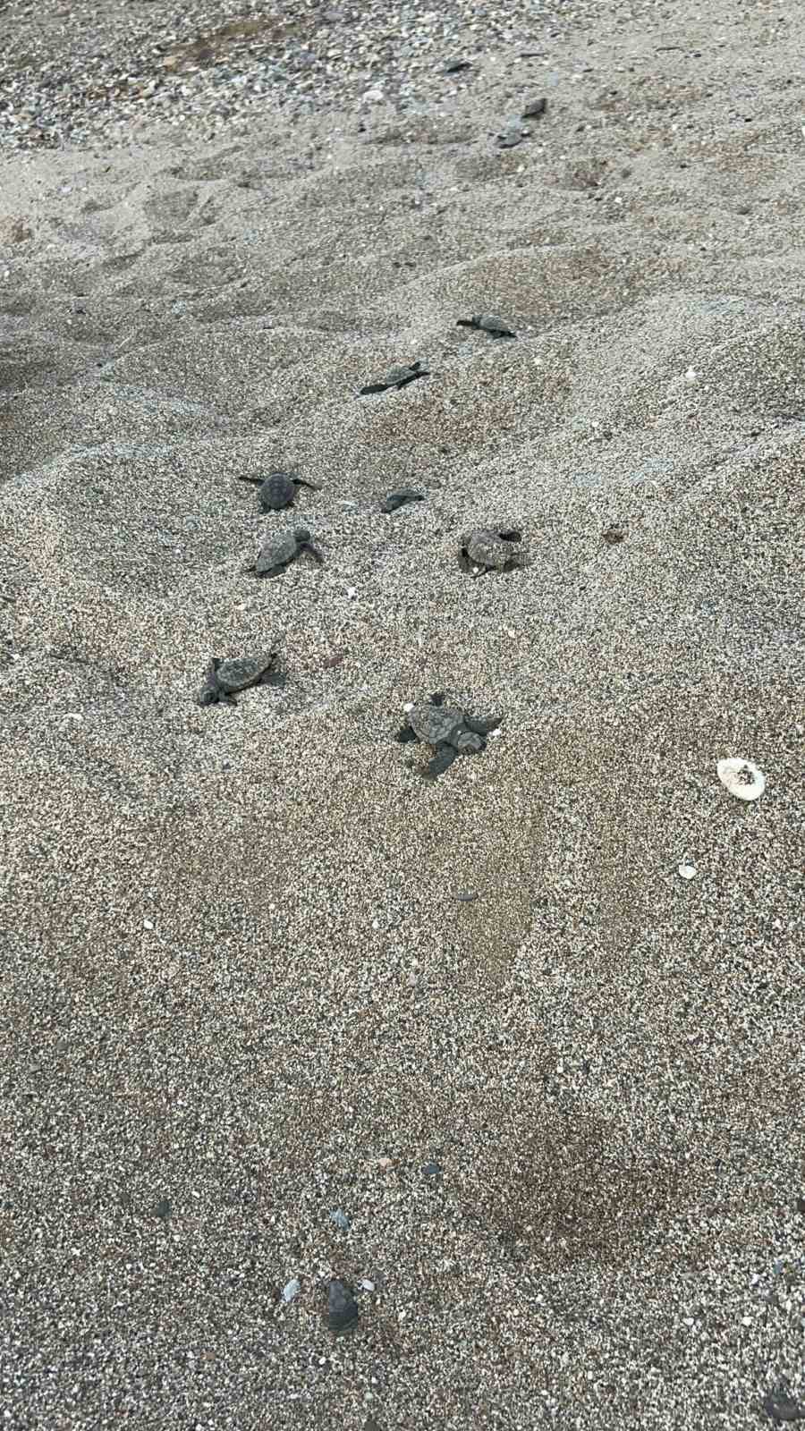 Antalya&rsquo;da caretta caretta yuvaları zarar g&ouml;rd&uuml;
